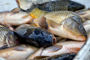 Rybarstvi Hluboka - Fish Pond Harvests