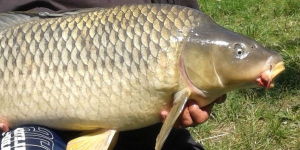 Rybářství Hluboká - Sportfischen eröffnung auf dem Teich Jaderny