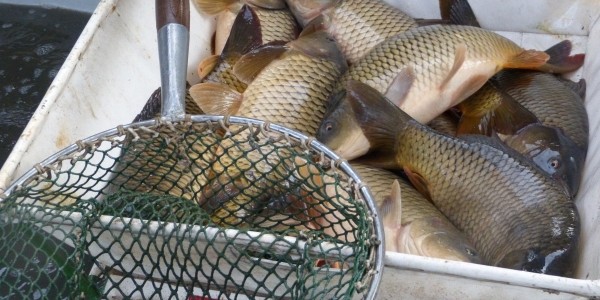 Rybářství Hluboká - Změna otevírací doby na prodejně ryb