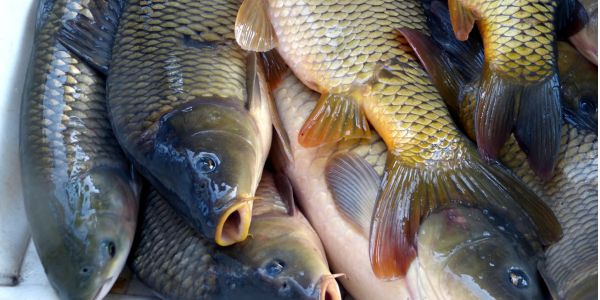 Rybářství Hluboká - Nová otevírací doba na sádkách