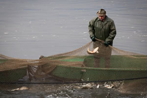 Rybarstvi Hluboka - Fish Pond Harvests