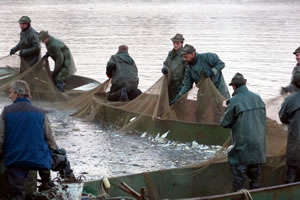 Rybarstvi Hluboka - Fish Pond Harvests (Pond Municky, 2016)