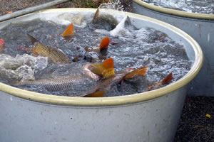 Rybarstvi Hluboka - Fish Pond Harvests (Pond Municky, 2016)