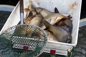 Rybarstvi Hluboka - Fish Pond Harvests (Pond Municky, 2016)