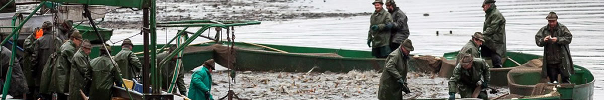 Rybářství Hluboká - Fish Pond Harvests