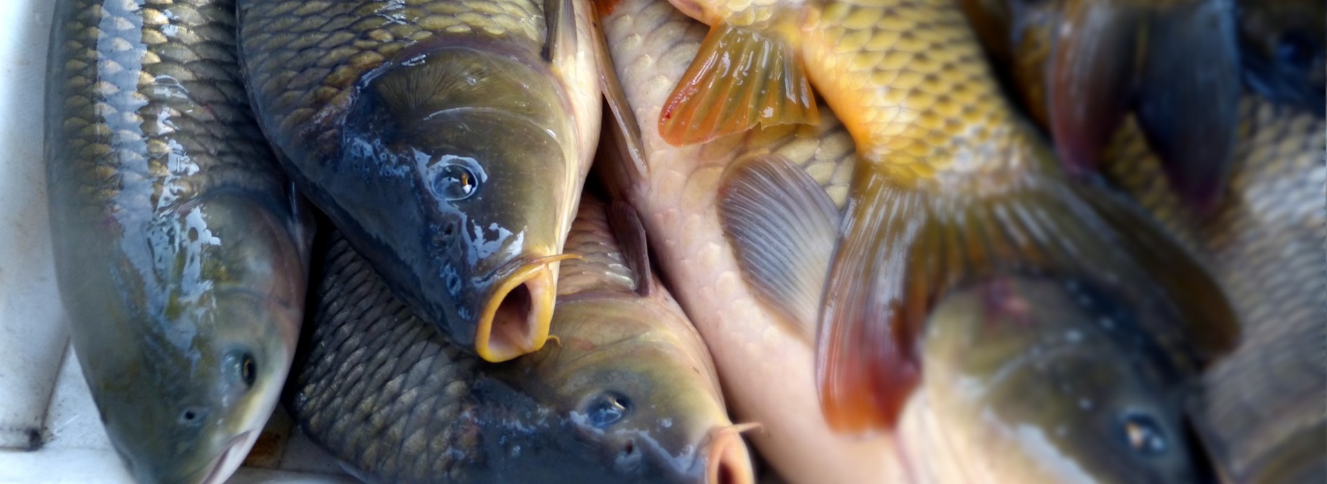 Breeding and Sale of fish