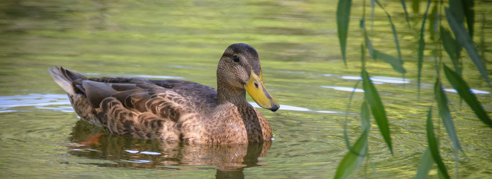 Wasservögel schießen