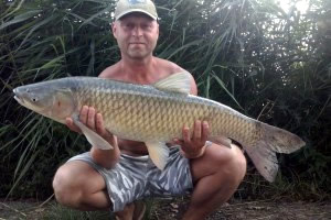 Grass Carp, Pond Jaderny