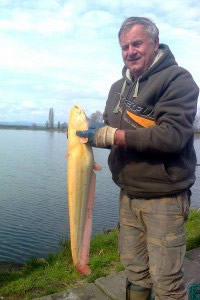 Catfish, Pond Jaderny