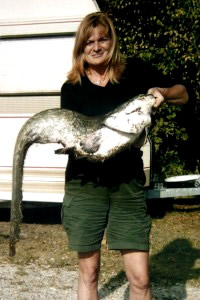 Catfish, Pond Jaderny