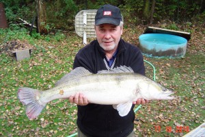 Pike perch, Pond Jaderny