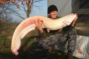 Catfish, Pond Jaderny