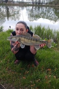 Pike perch, Pond Jaderny