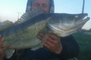 Pike perch, 87 cm, Pond Jaderny